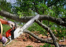 How Our Tree Care Process Works  in  Marin City, CA